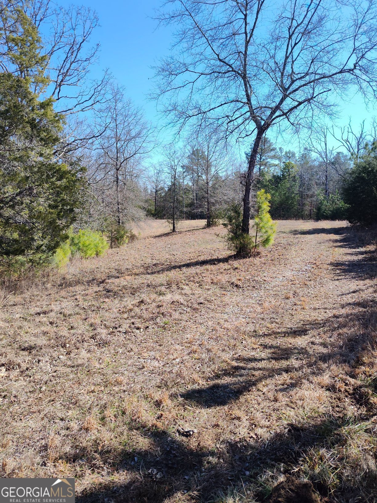 1862 Pearl Mill Road Elberton, GA 30635 - Photo 13 of 16 a view of a yard with a tree