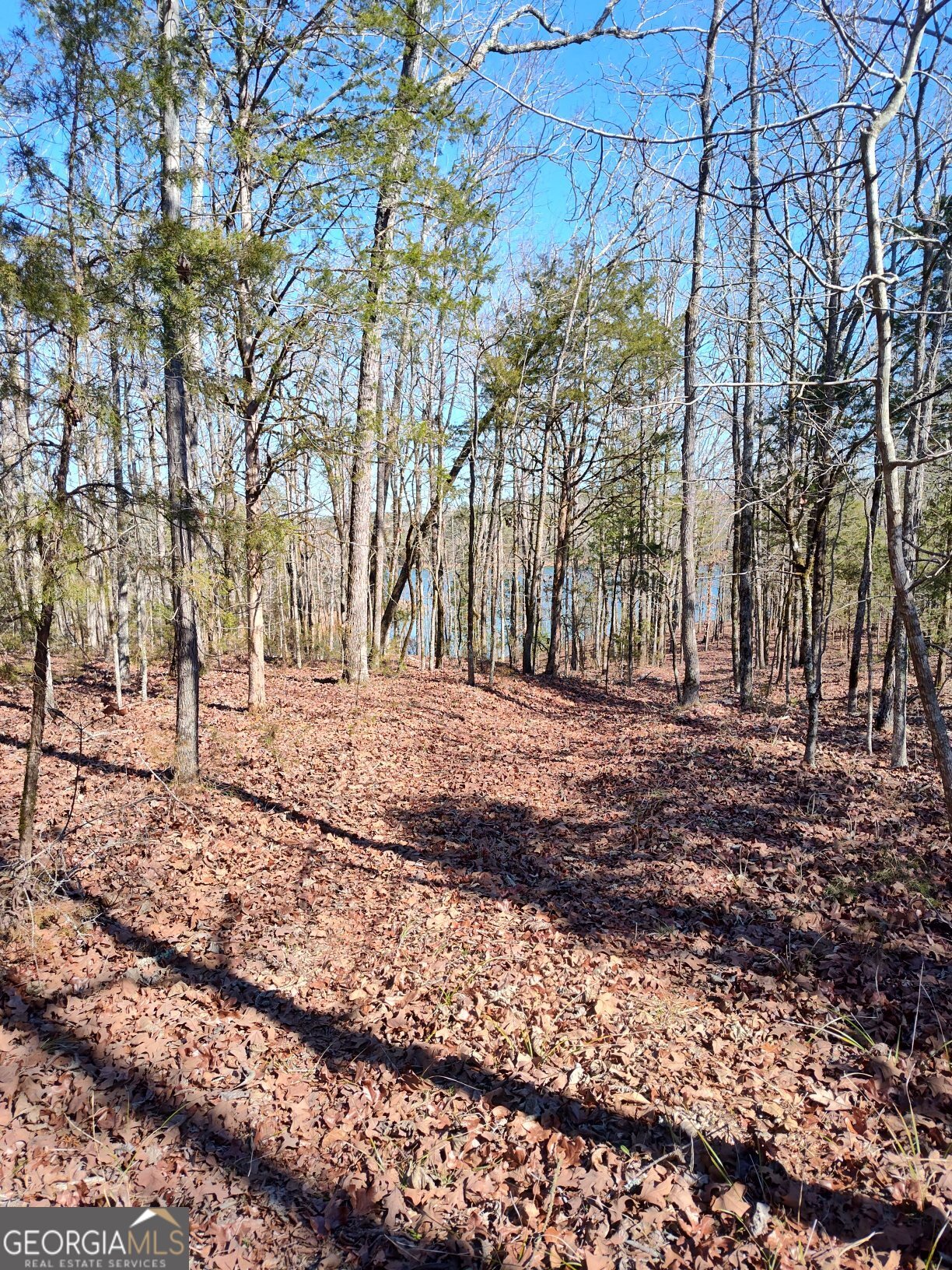 1862 Pearl Mill Road Elberton, GA 30635 - Photo 16 of 16 a view of empty space with large trees