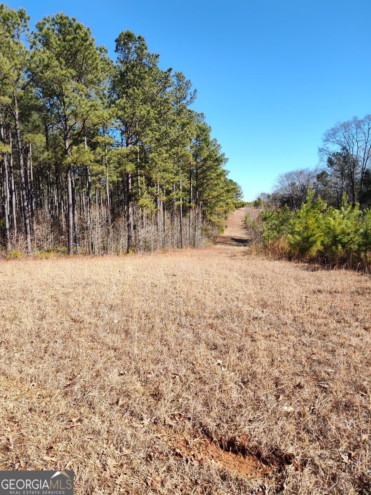 1862 Pearl Mill Road Elberton, GA 30635 - Photo 7 of 16 a view of yard