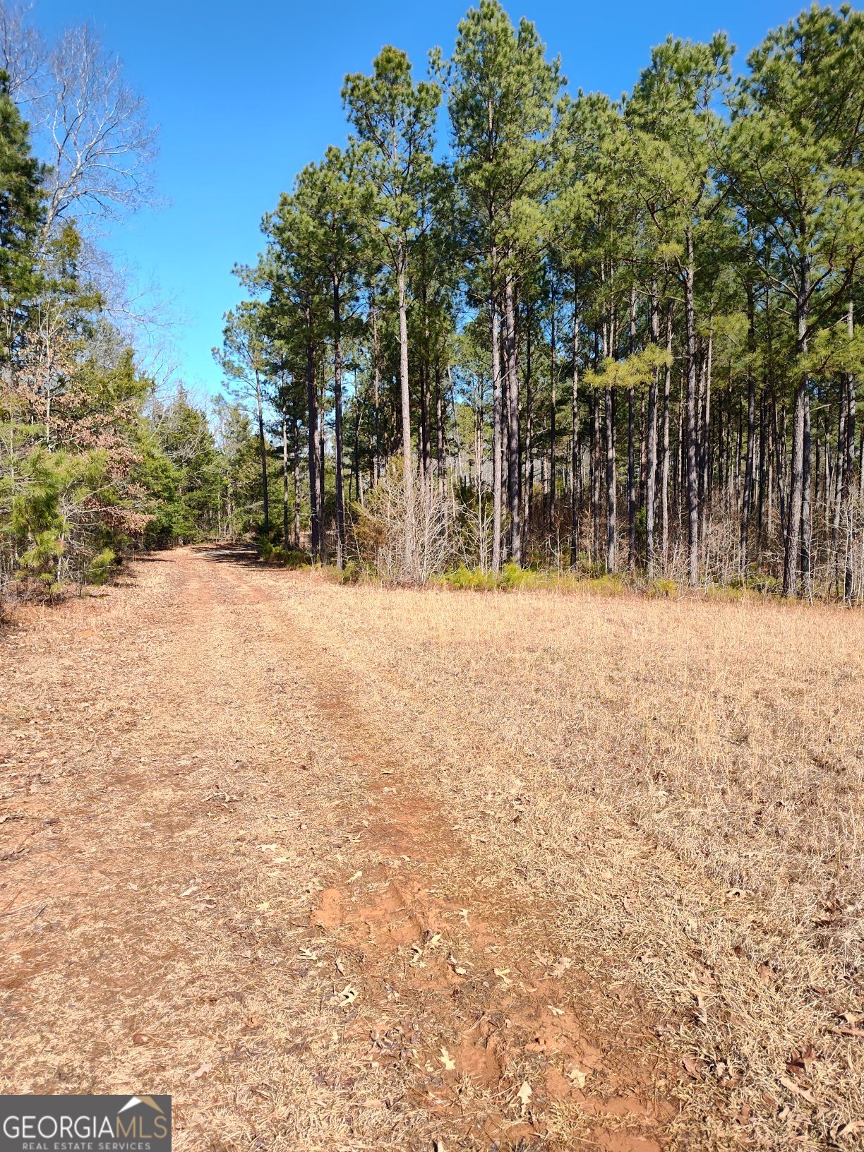 1862 Pearl Mill Road Elberton, GA 30635 - Photo 8 of 16 a view of a yard with trees