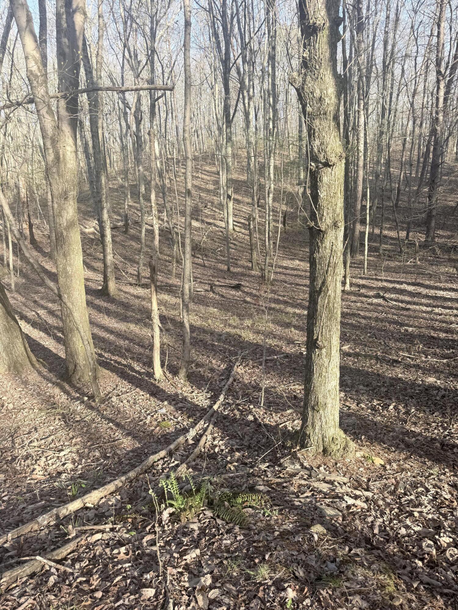 3916 Cummings Road Chattanooga, TN 37419 - Photo 11 of 23 IMG_5932