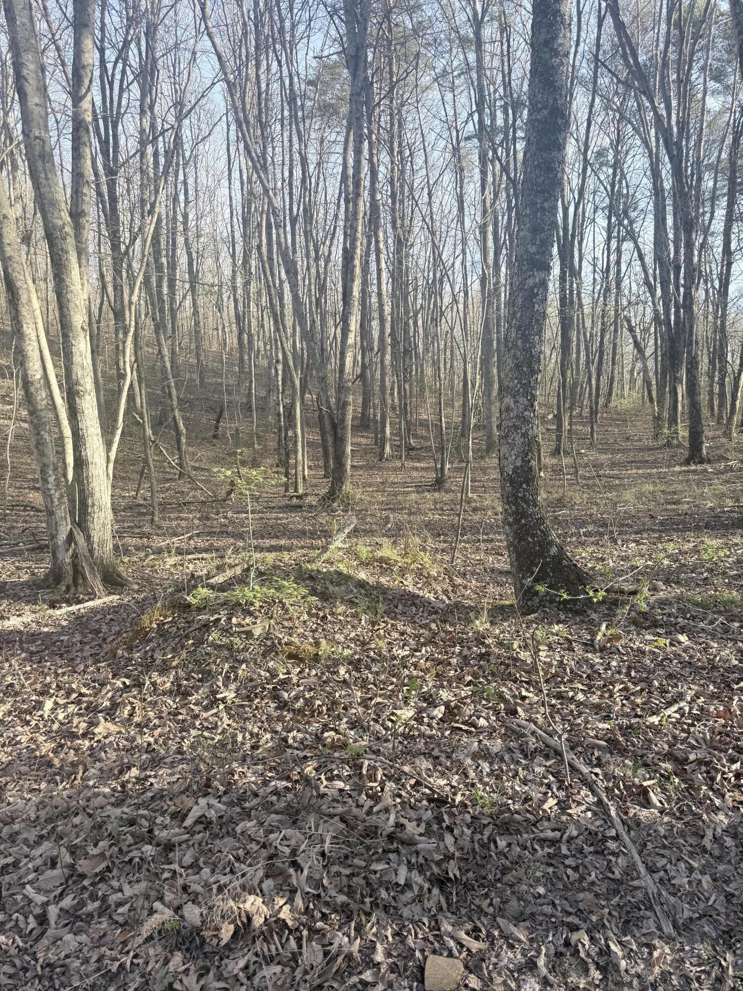 3916 Cummings Road Chattanooga, TN 37419 - Photo 13 of 23 IMG_5922