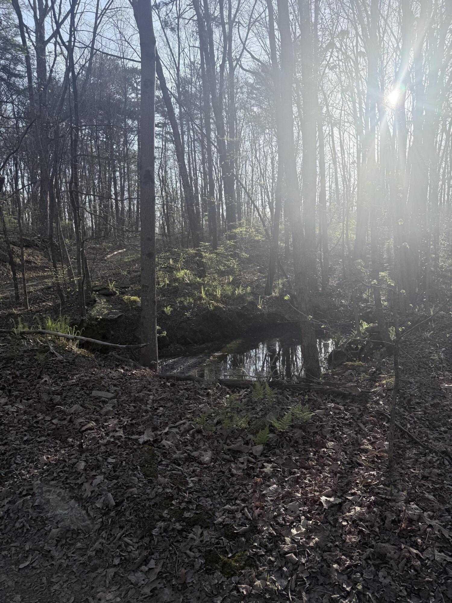 3916 Cummings Road Chattanooga, TN 37419 - Photo 4 of 23 IMG_5919