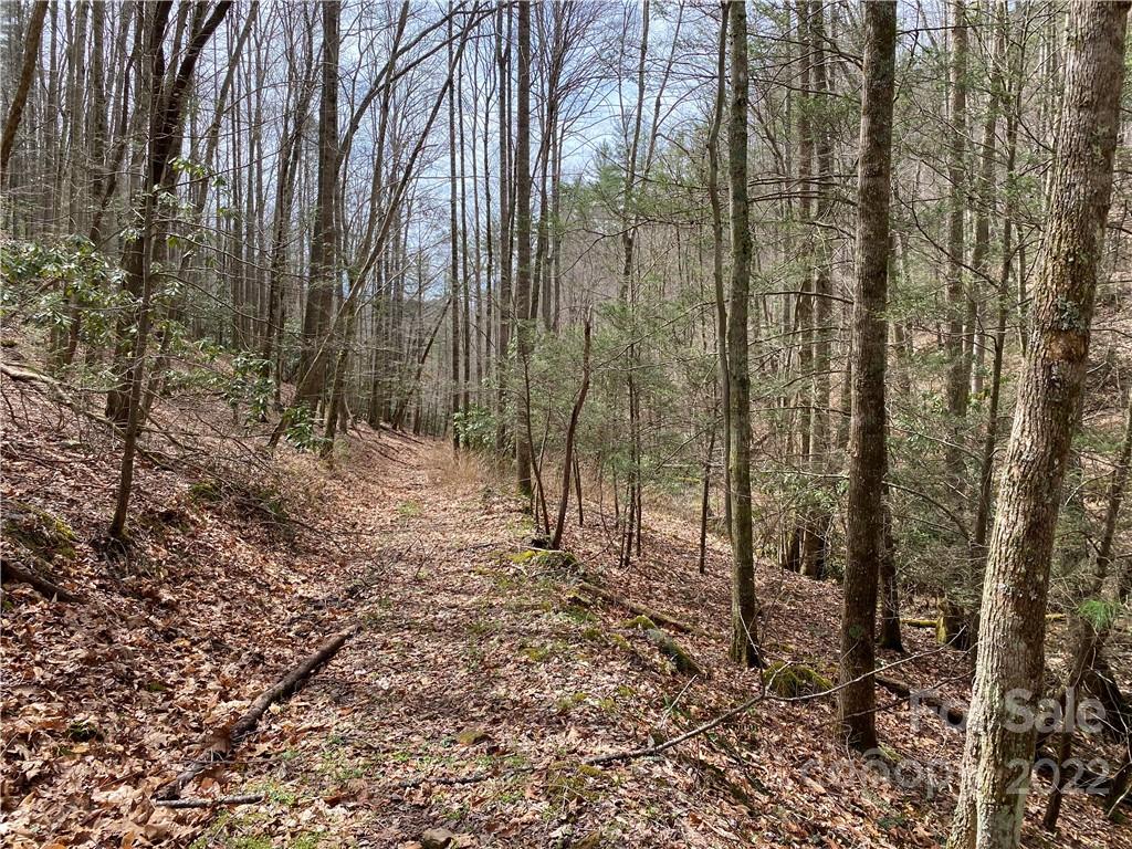 Tbd Brummett Cr Road Green Mountain, NC 28740 - Photo 18 of 36 a view of a forest with trees