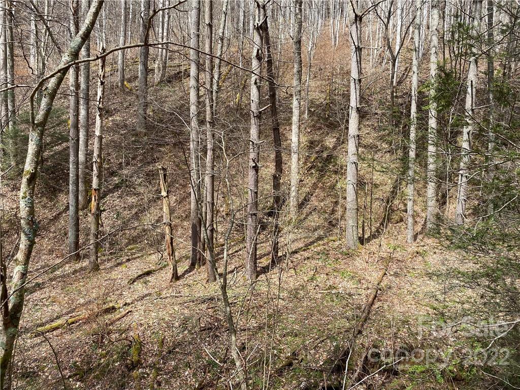 Tbd Brummett Cr Road Green Mountain, NC 28740 - Photo 19 of 36 a view of a yard
