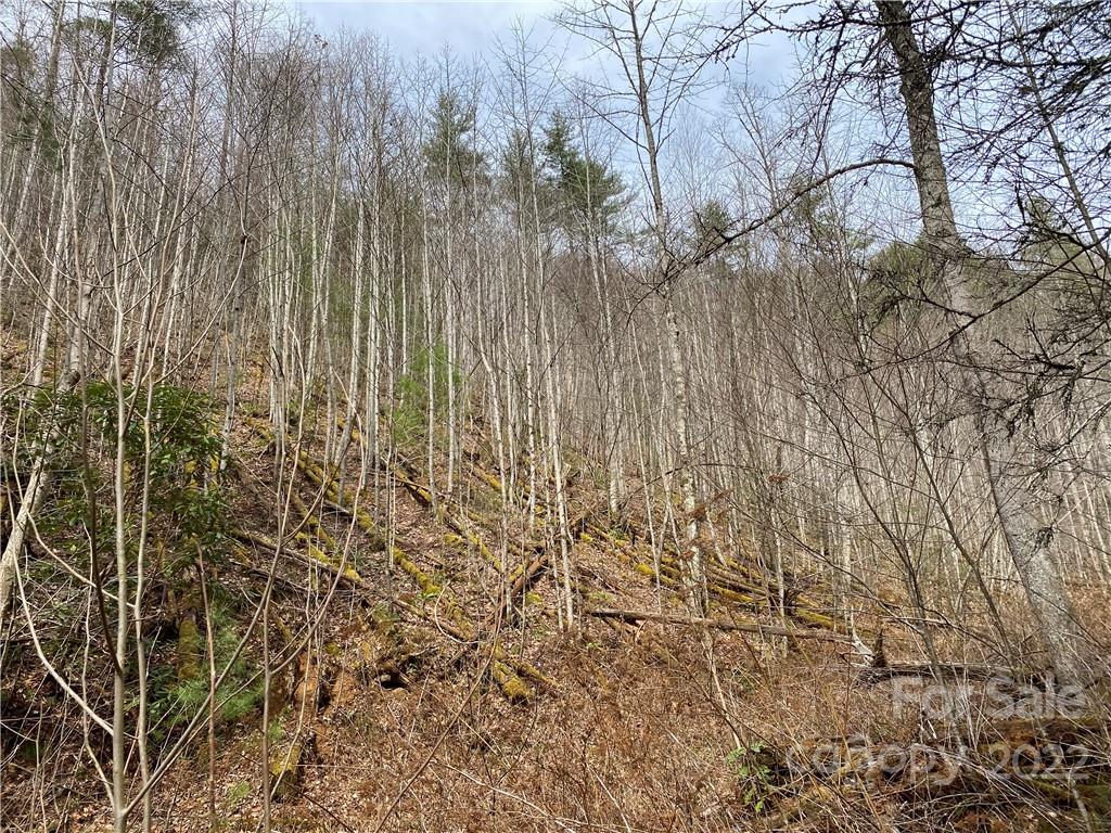 Tbd Brummett Cr Road Green Mountain, NC 28740 - Photo 23 of 36 a view of small yard