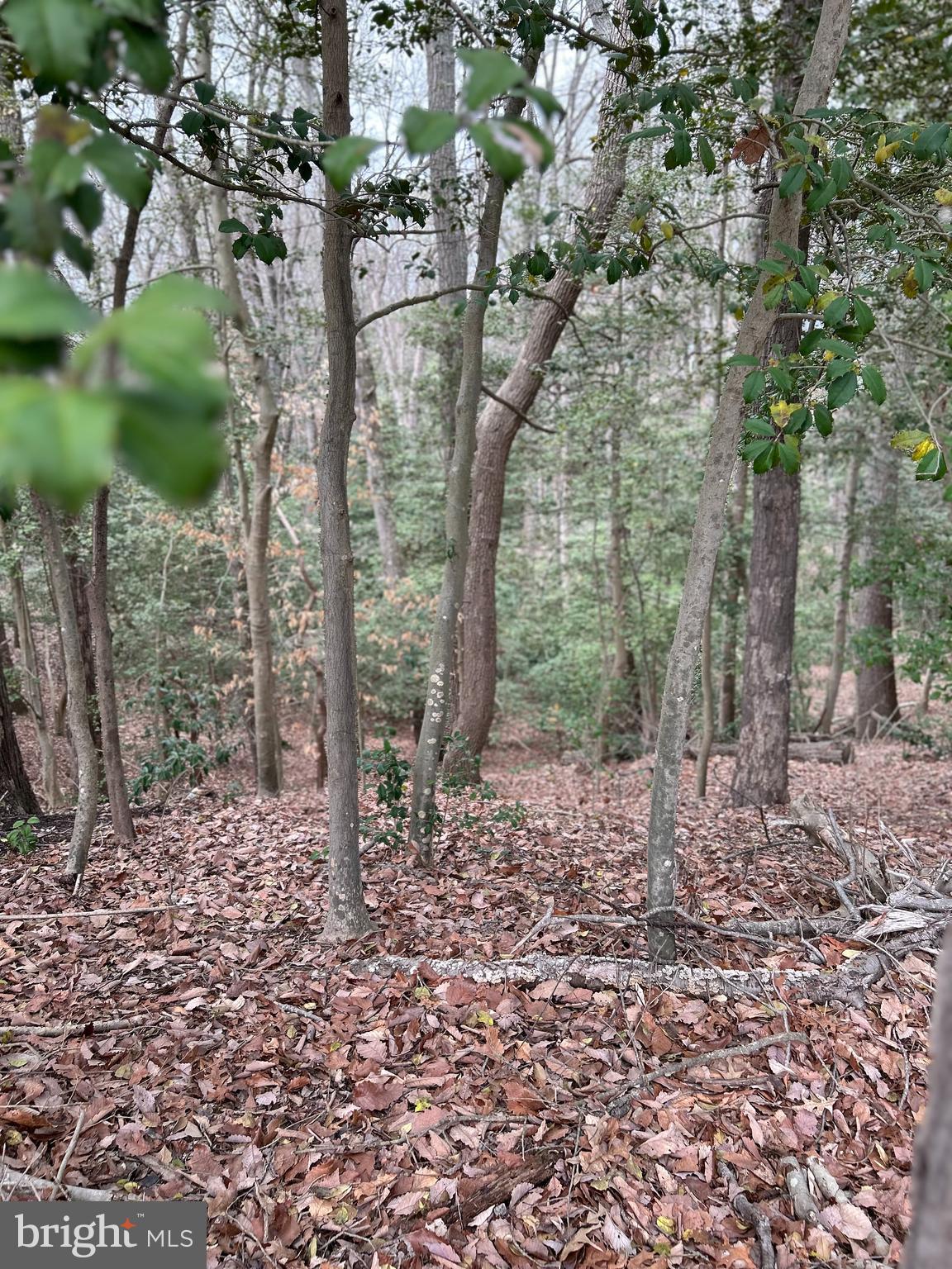Beech Trail Crownsville, MD 21032 - Photo 2 of 3 a big yard with lots of green space
