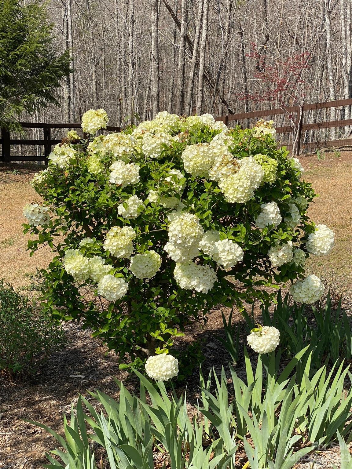 340 Highland View Lane Mill Spring, NC 28756 - Photo 48 of 48 a view of flowers in a garden