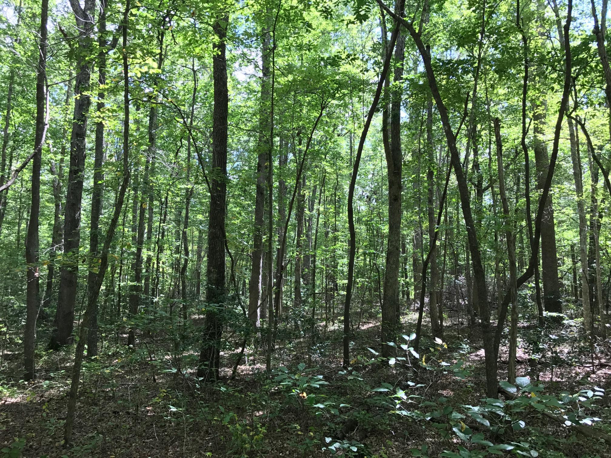 0 Cane Creek Road, Unit 32 Dunlap, TN 37327 - Photo 4 of 15 berry2