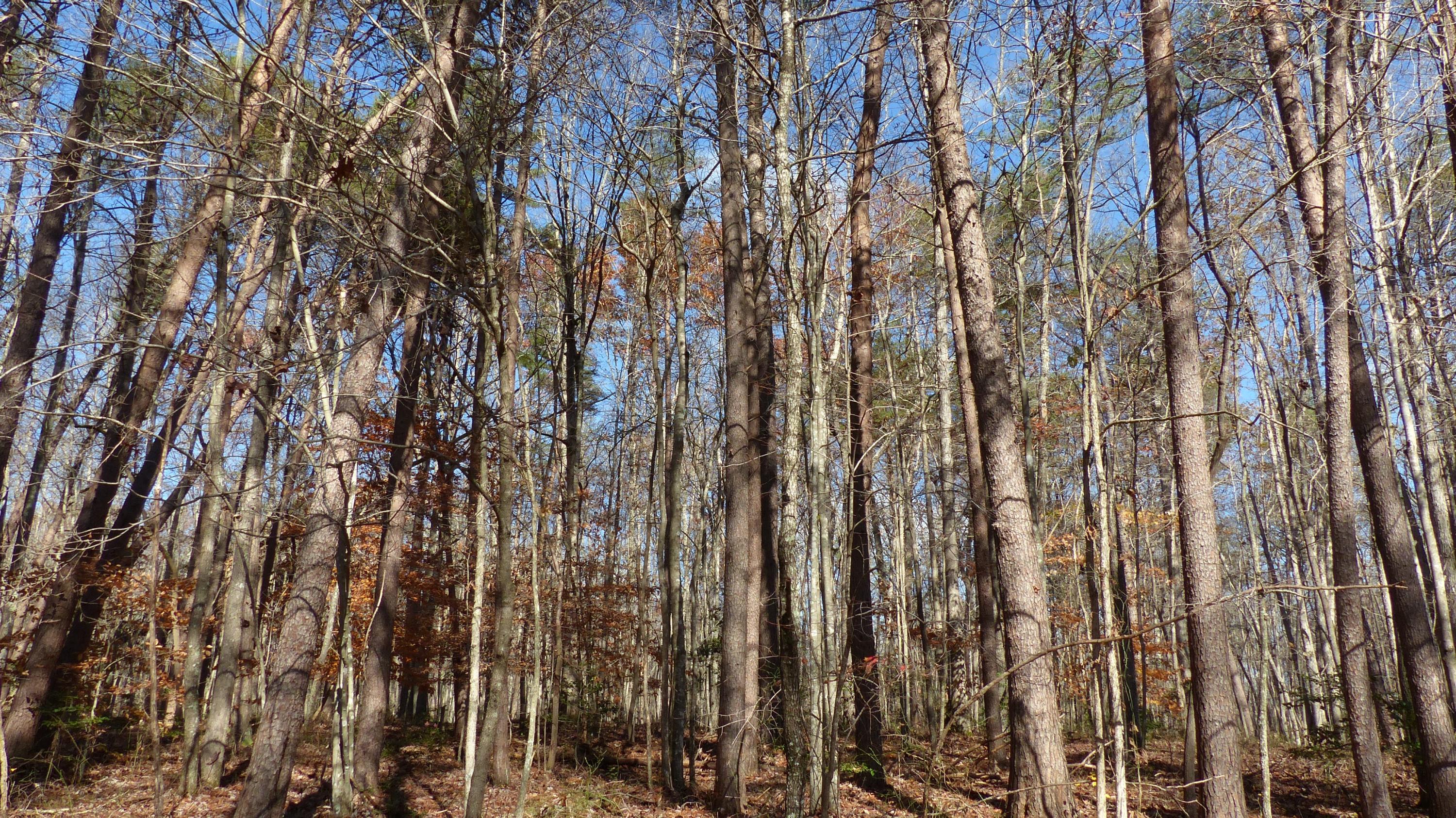 0 Cane Creek Road, Unit 32 Dunlap, TN 37327 - Photo 6 of 15 Berry3