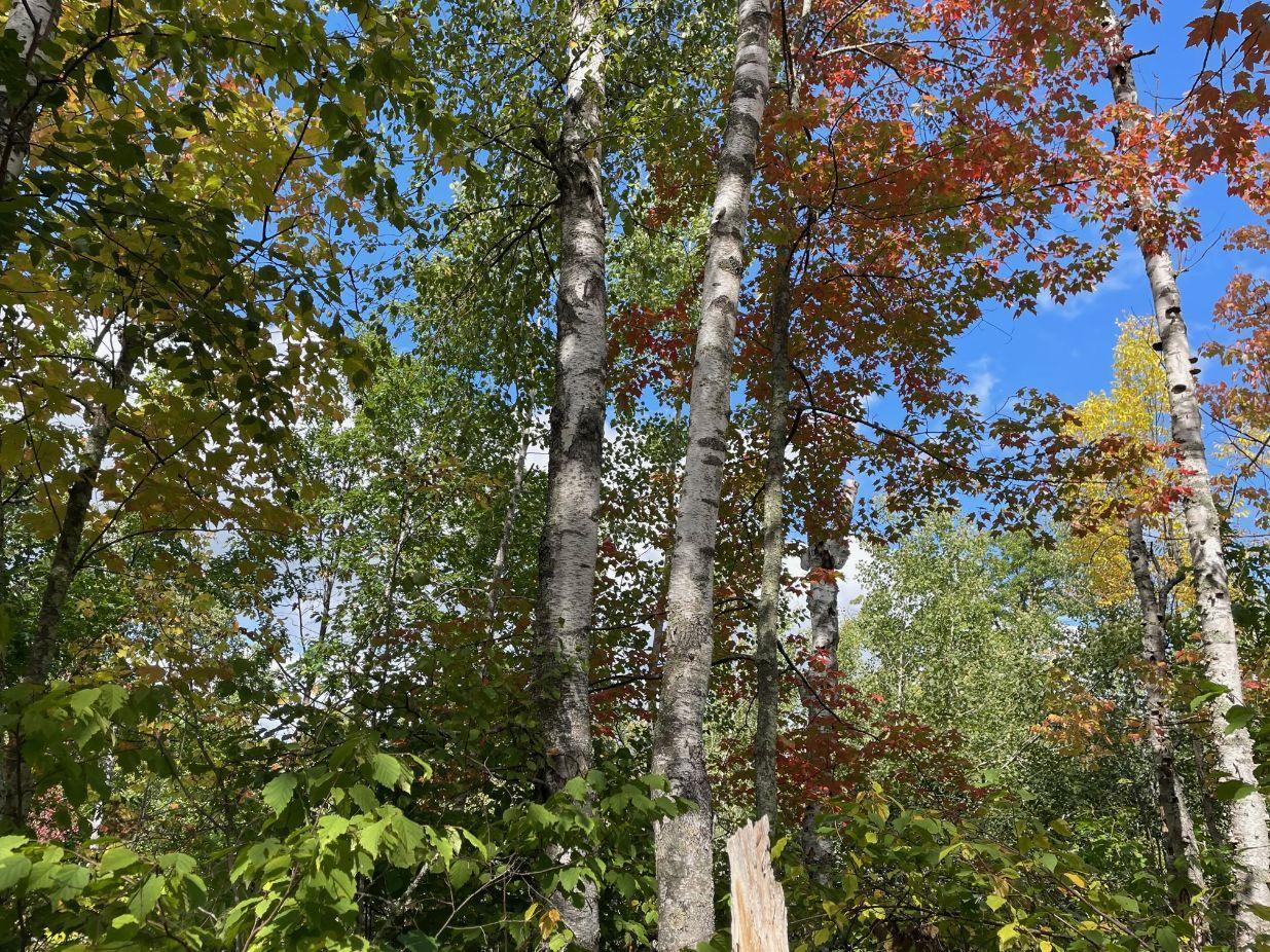 68255 Wolf Creek Road Bruno, MN 55712 - Photo 3 of 54 Gallery Image 3