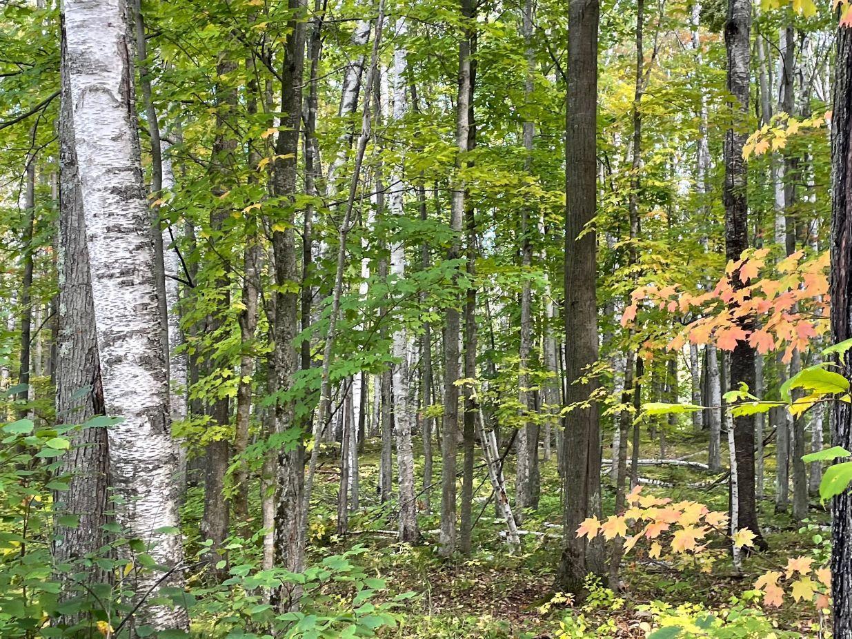 68255 Wolf Creek Road Bruno, MN 55712 - Photo 10 of 54 Gallery Image 10