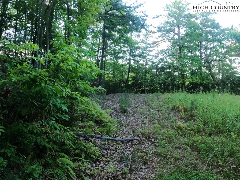 Lot 60 Sunrise Valley Drive Boone, NC 28607 - Photo 11 of 22 a view of a lush green forest