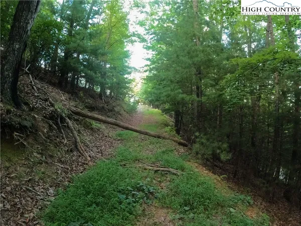 a view of a yard with plants and a large tree