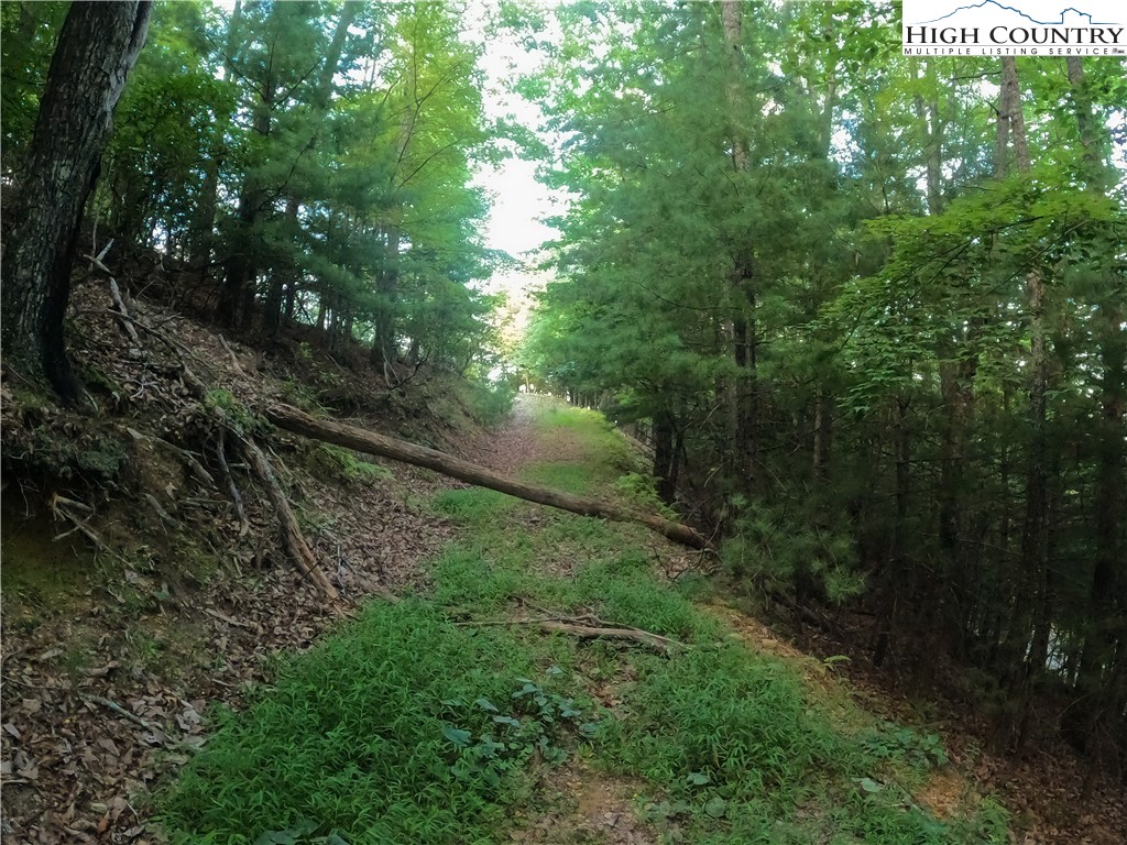Lot 60 Sunrise Valley Drive Boone, NC 28607 - Photo 19 of 22 a view of a yard with plants and a large tree