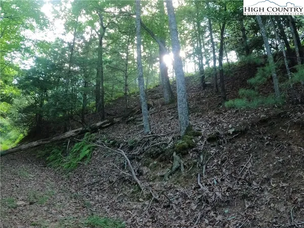 a view of a forest with lots of trees