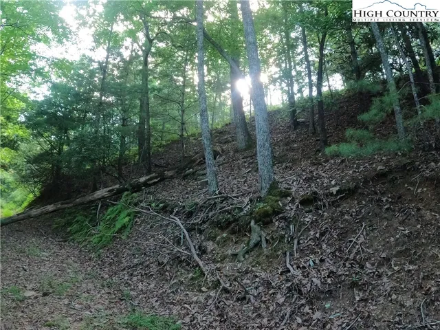 a view of a forest with lots of trees