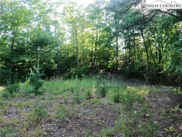 a view of a lush green forest