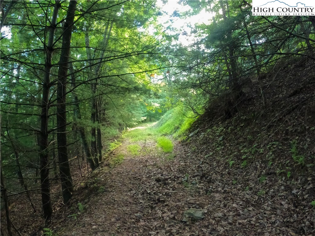 Lot 60 Sunrise Valley Drive Boone, NC 28607 - Photo 21 of 22 a yard with lots of trees