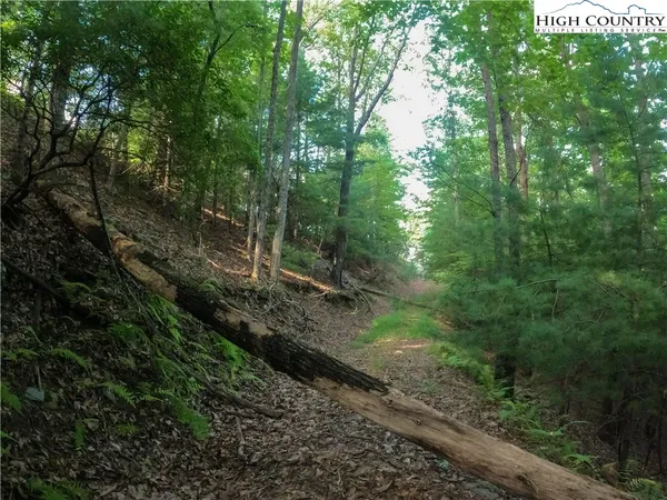 a view of a forest with trees