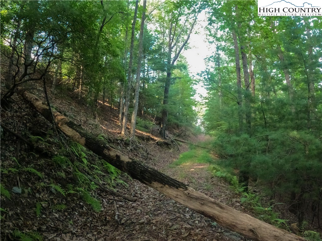 Lot 60 Sunrise Valley Drive Boone, NC 28607 - Photo 22 of 22 a view of a forest with trees
