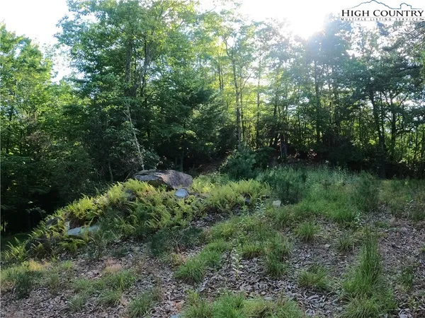 a view of a lush green forest