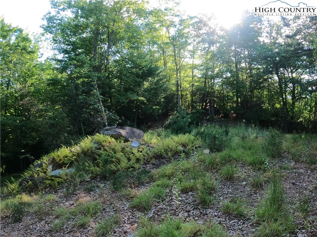 Lot 60 Sunrise Valley Drive Boone, NC 28607 - Photo 3 of 22 a view of a lush green forest