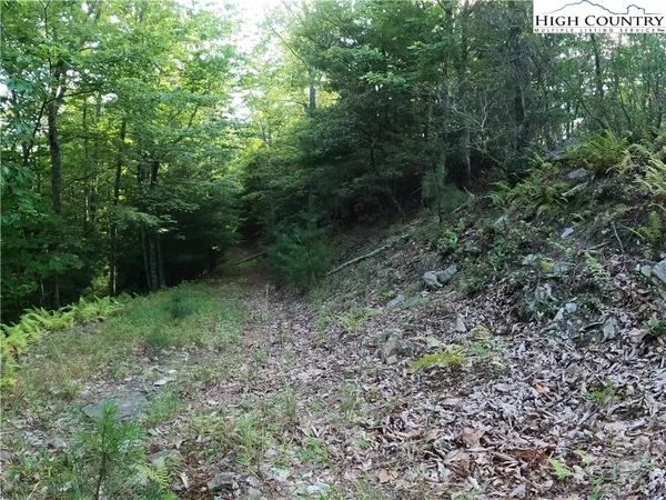 a view of a forest with trees in the background