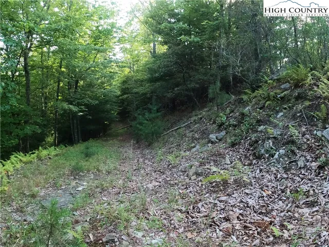 a view of a forest with trees in the background