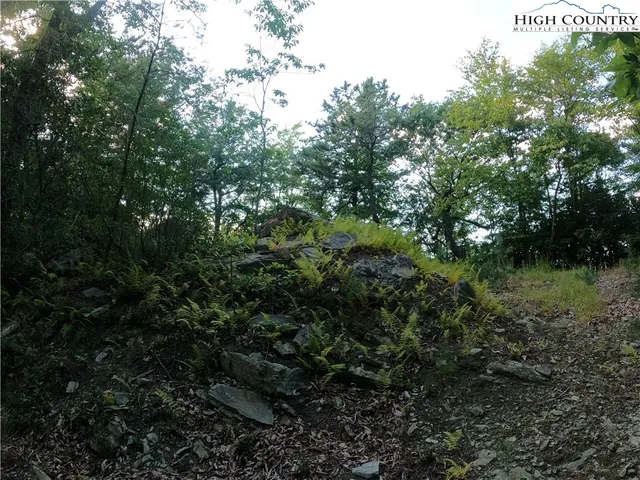a view of a lush green forest with lots of trees