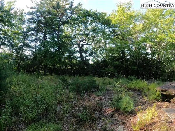 a view of a lush green forest