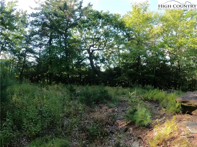 a view of a lush green forest