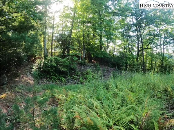 a view of a lush green forest