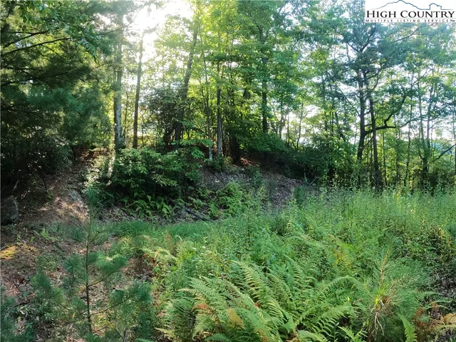 a view of a lush green forest