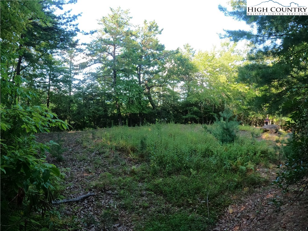 Lot 60 Sunrise Valley Drive Boone, NC 28607 - Photo 10 of 22 a view of a lush green forest with large trees