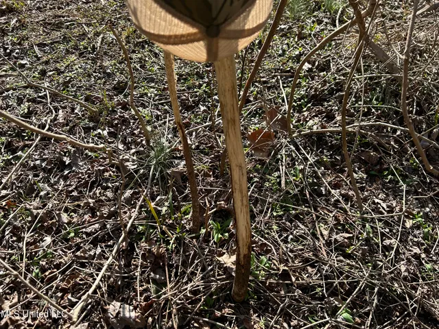 $539,900 | Stout Farm Drive, Canton, MS 39046