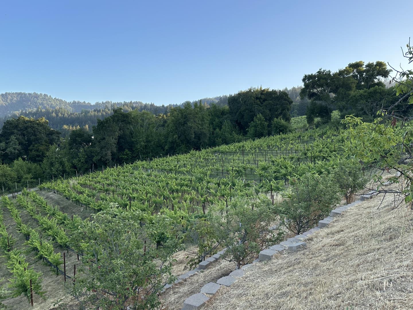18550 Black Road Los Gatos, CA 95033 - Photo 10 of 44 a view of a lush green space with sea
