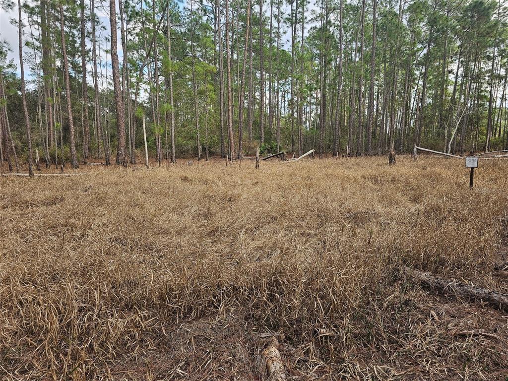 Chinaberry Street Eustis, FL 32736 - Photo 2 of 10
