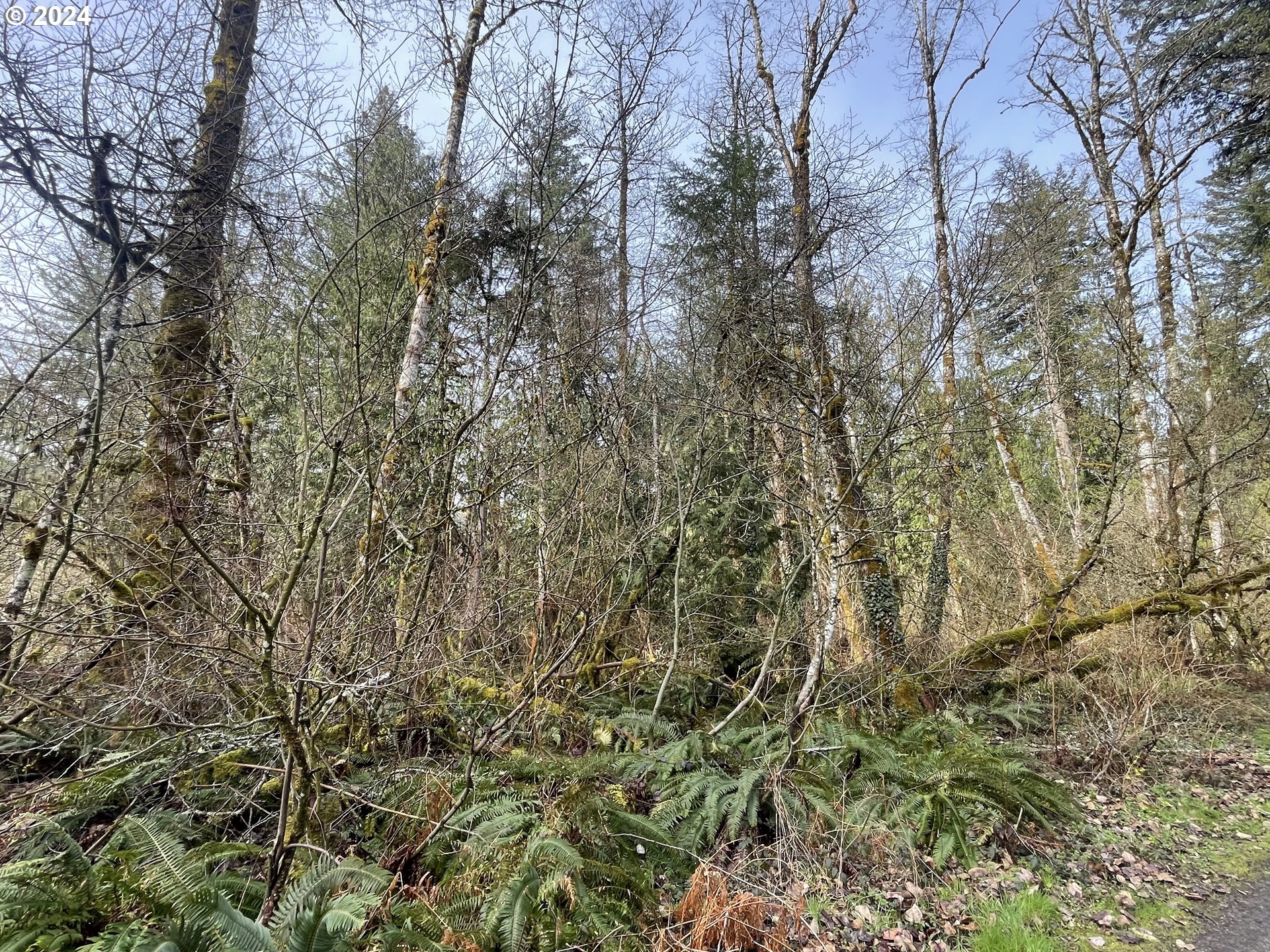 0 East Yakima Lane Rhododendron, OR 97049 - Photo 2 of 5 a view of a yard with a tree