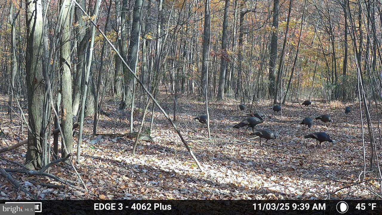 8620 Monns Gap Road Waynesboro, PA 17268 - Photo 80 of 99 Wild turkeys roam a serene autumn forest.
