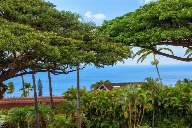 a view of a palm tree next to a yard