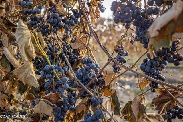 $230,000 | Tbd Forsell Road, Grandview, WA 98930