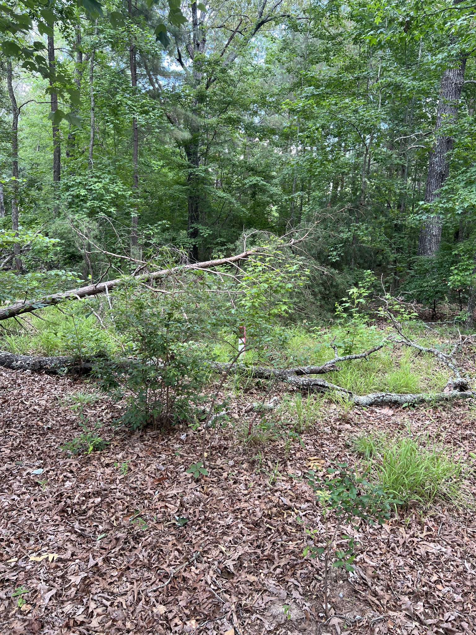 0 Rutledge Falls Road Tullahoma, TN 37388 - Photo 2 of 2 Gallery Image 2