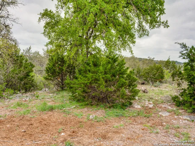 a view of a yard with a tree