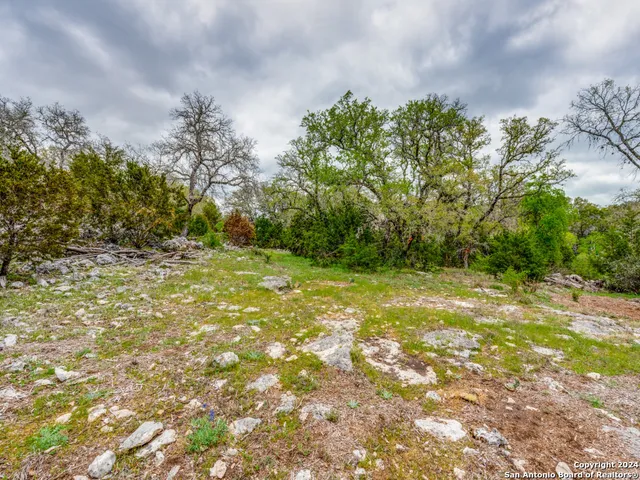a view of a yard with plants and large trees