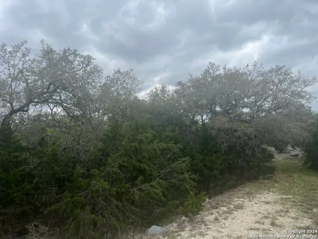 a view of a yard with a tree
