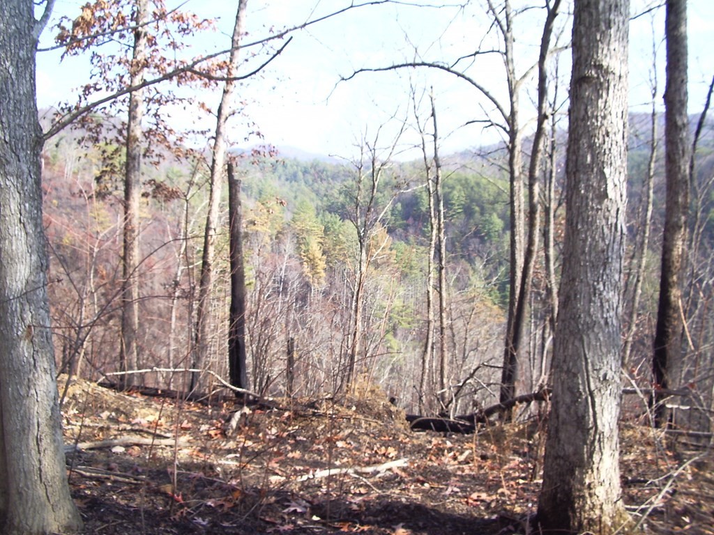 0 Messer Branch Road Hartford, TN 37753 - Photo 8 of 27
