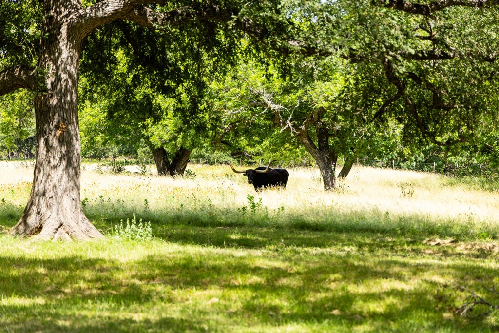 339 Henderson Branch Road West Ingram, TX 78025 - Photo 47 of 51