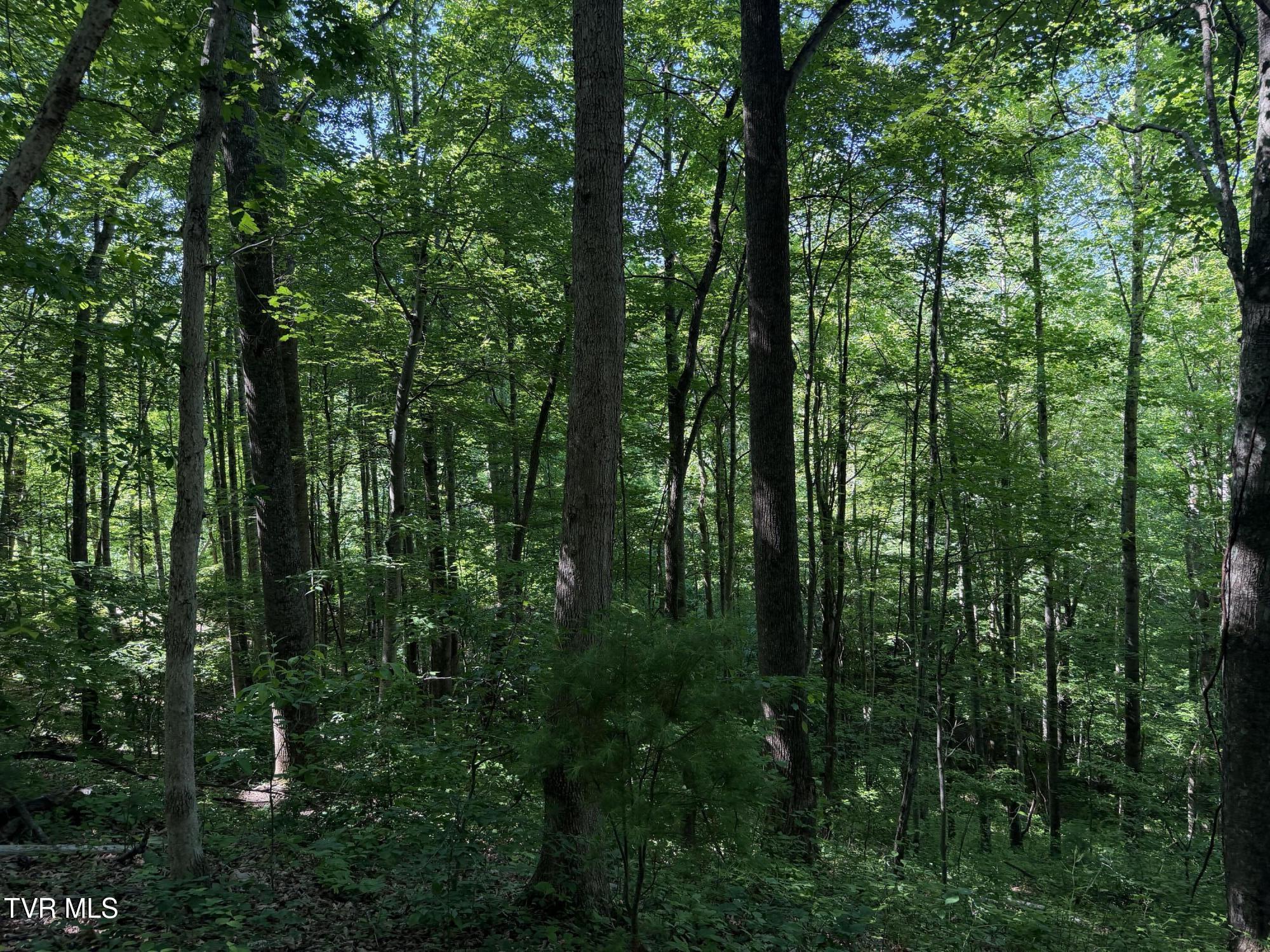 1575 Rice Creek Road Flag Pond, TN 37657 - Photo 39 of 45 IMG_6385