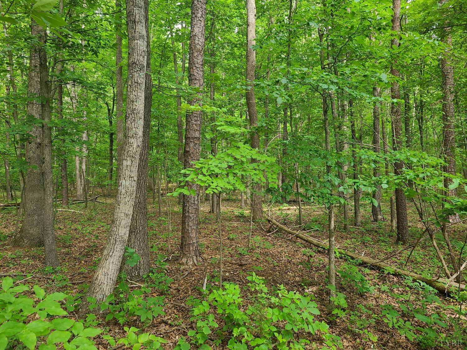 0 Stage Road Concord, VA 24538 - Photo 2 of 2 a view of yard